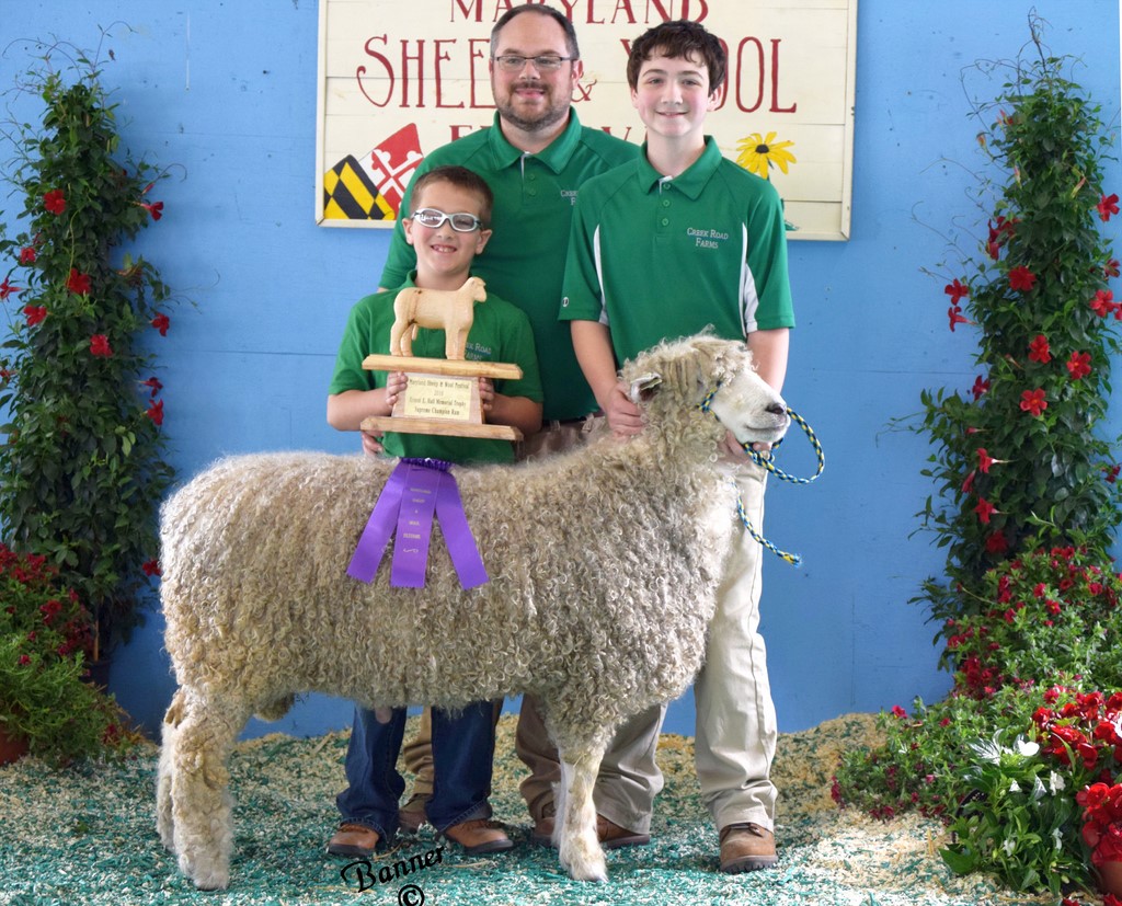 North Valley Farm Phantom - Champion Natural Colored Lincoln Ram